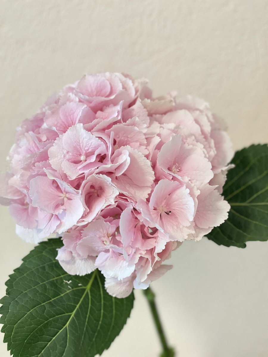 Today is my BIRTHDAY😀🎉🥳

I created a postcard in honor of my day, filled with 🩷 and joy! And a photo of the divinely beautiful 🌸 I received today! Buying these arts you support my dream to travel to mountains🩷🙏🏻

🌸Bday Card/Bday Flower🌸
39/39 available
2 xtz 

Link ⬇️