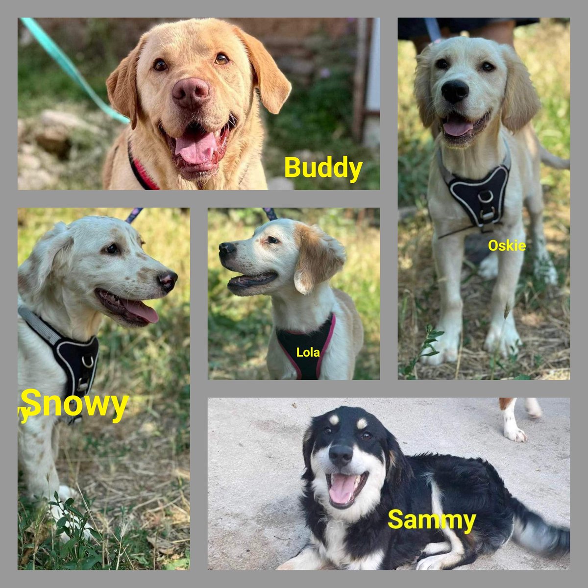 Second Chance Dog Rescue tweet media