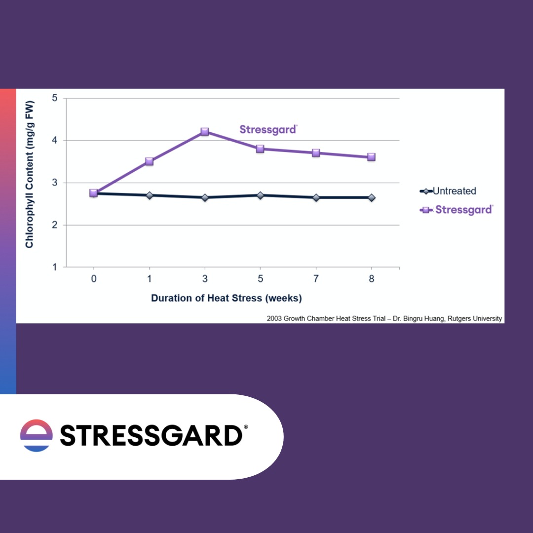EnvuTurfUK's tweet photo. Discover the power of #Stressgard® formulated products!
Our innovative solutions help protect #turf from drought, heat, and excess light. In controlled studies, they increased Chlorophyll content in turf during 8 weeks of heat stress.
Find them here: https://t.co/IuPTFHRLNN https://t.co/flVuIibRb4
