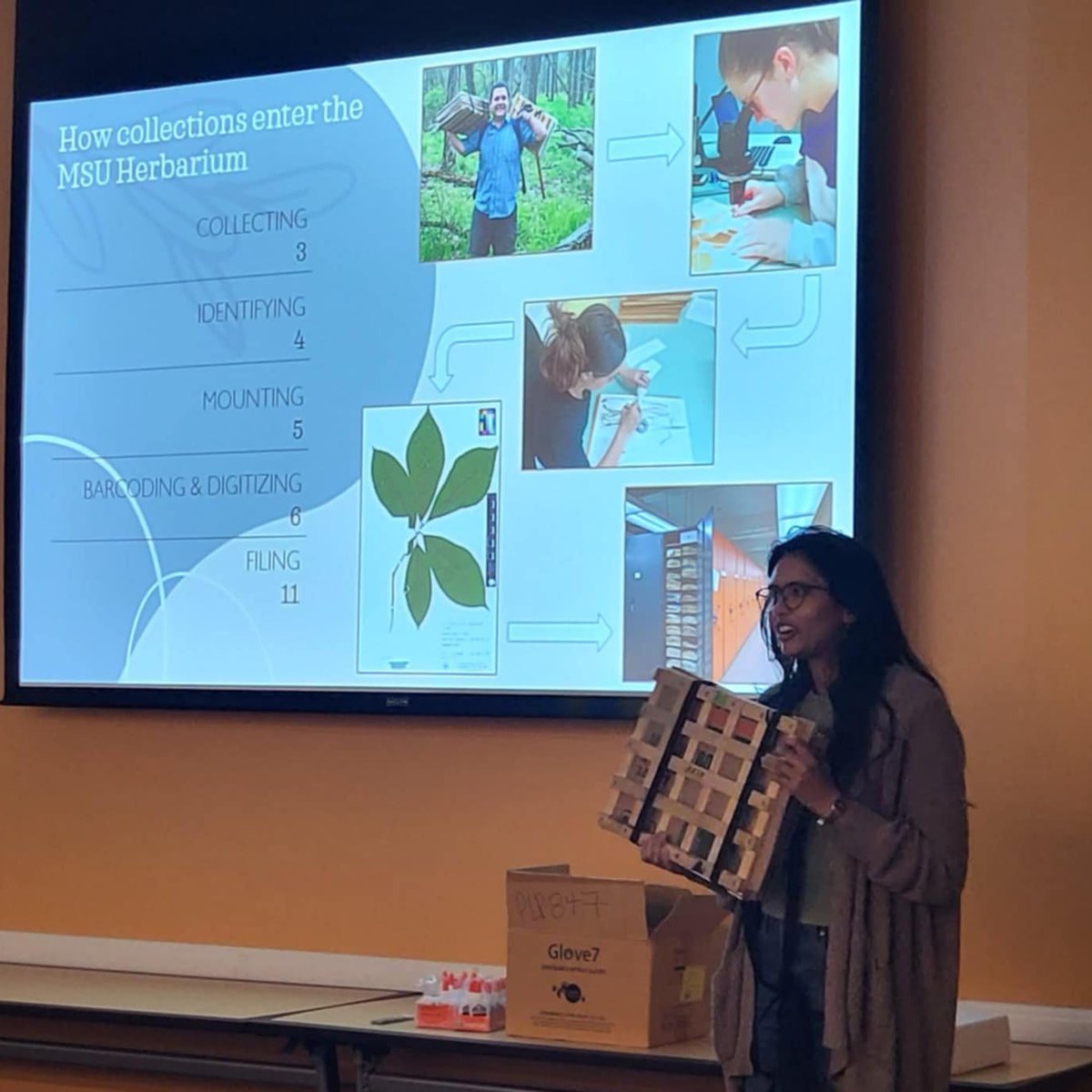 MSU Herbarium tweet media