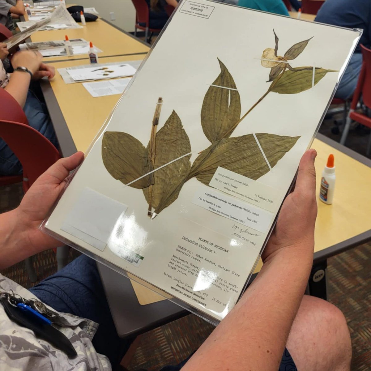 MSU Herbarium tweet media