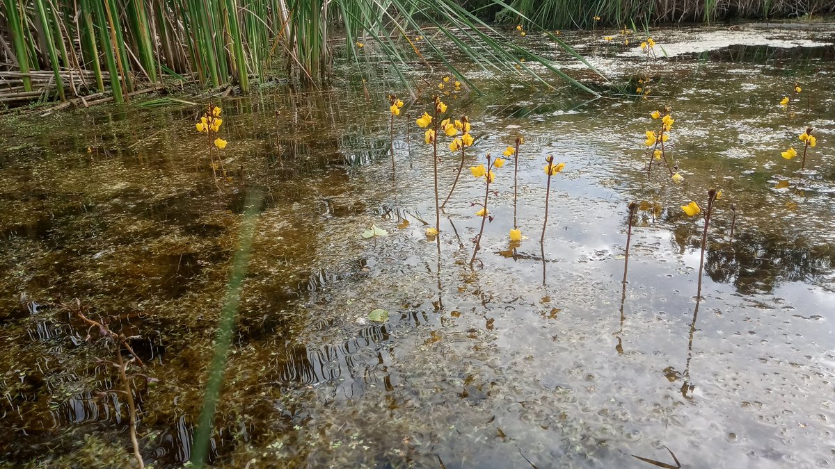 mathew frith (@frithinwood) on Twitter photo inflorescence of greater bladderwort fire lamplike over sleepy-bubbled peaty pools at @WickenFenNT <a href="/wildflower_hour/">wildflowerhour</a> inflorescence of greater bladderwort fire lamplike over sleepy-bubbled peaty pools at @WickenFenNT <a href="/wildflower_hour/">wildflowerhour</a>
