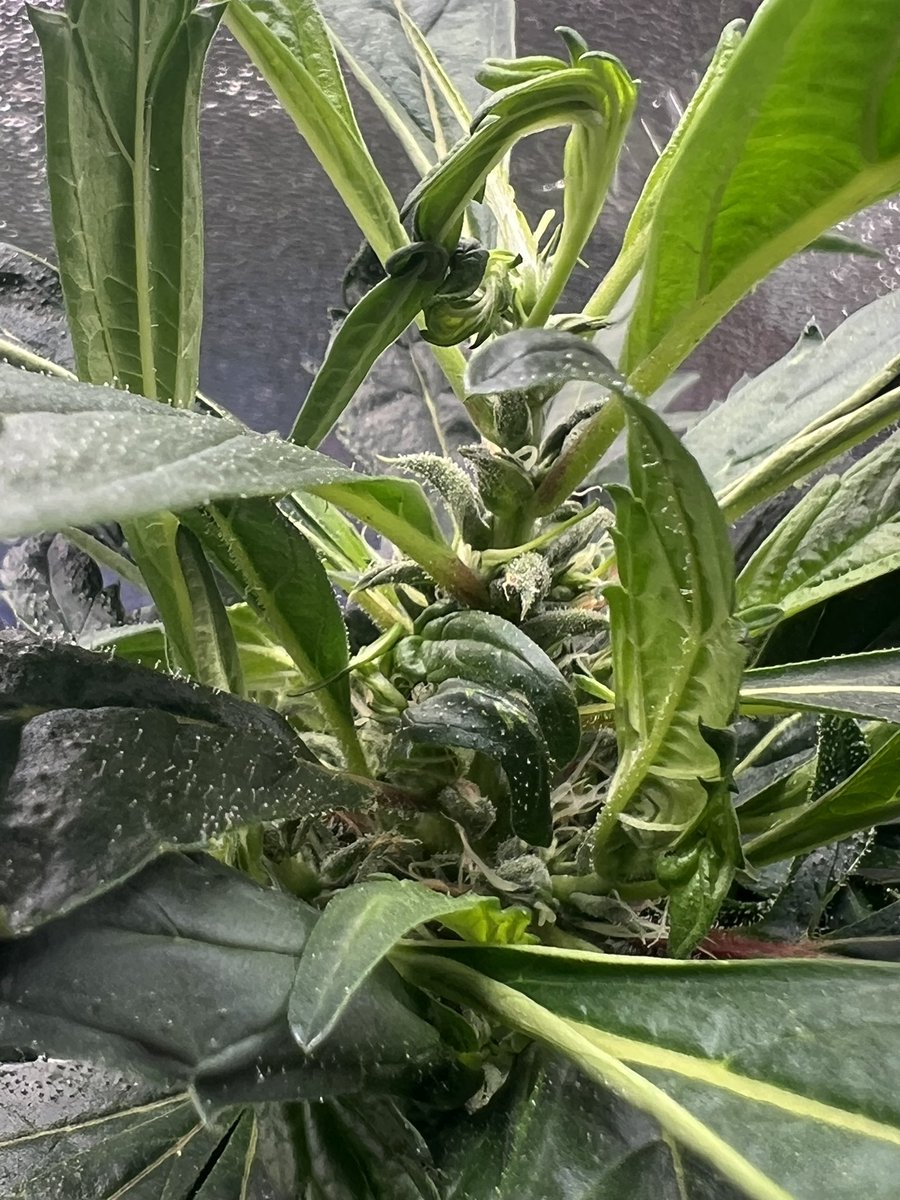 doug_hofferman's tweet photo. #reveg 🌱 https://t.co/GeLfbZvTbE