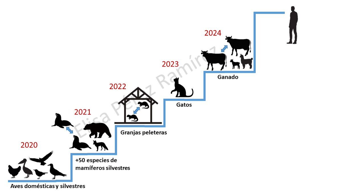 #5Ago | Conoce la evolución de la gripe aviar y el riesgo zoonótico 🦠

La viróloga veterinaria Elisa Pérez-Ramírez comparte una ilustración sobre el crecimiento📈del virus en los últimos cuatro años 

Los detalles aquí👉tinyurl.com/ypses62h

#PatriaSoberanaYPlena