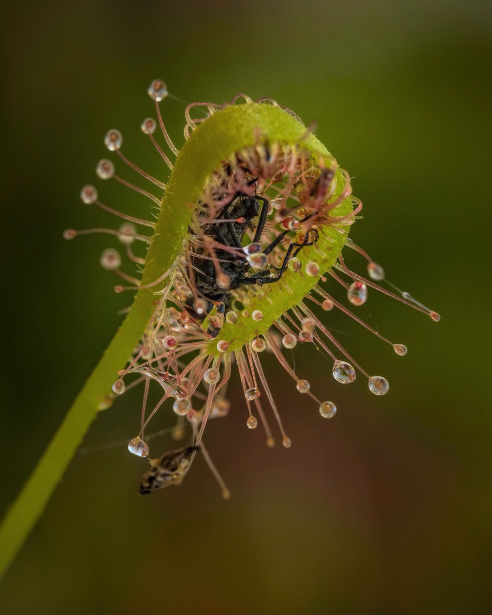 Ed_P_Wildlife's tweet photo. Drosera (Sundew) plant doing its thing ... https://t.co/C8kLKAtAaV