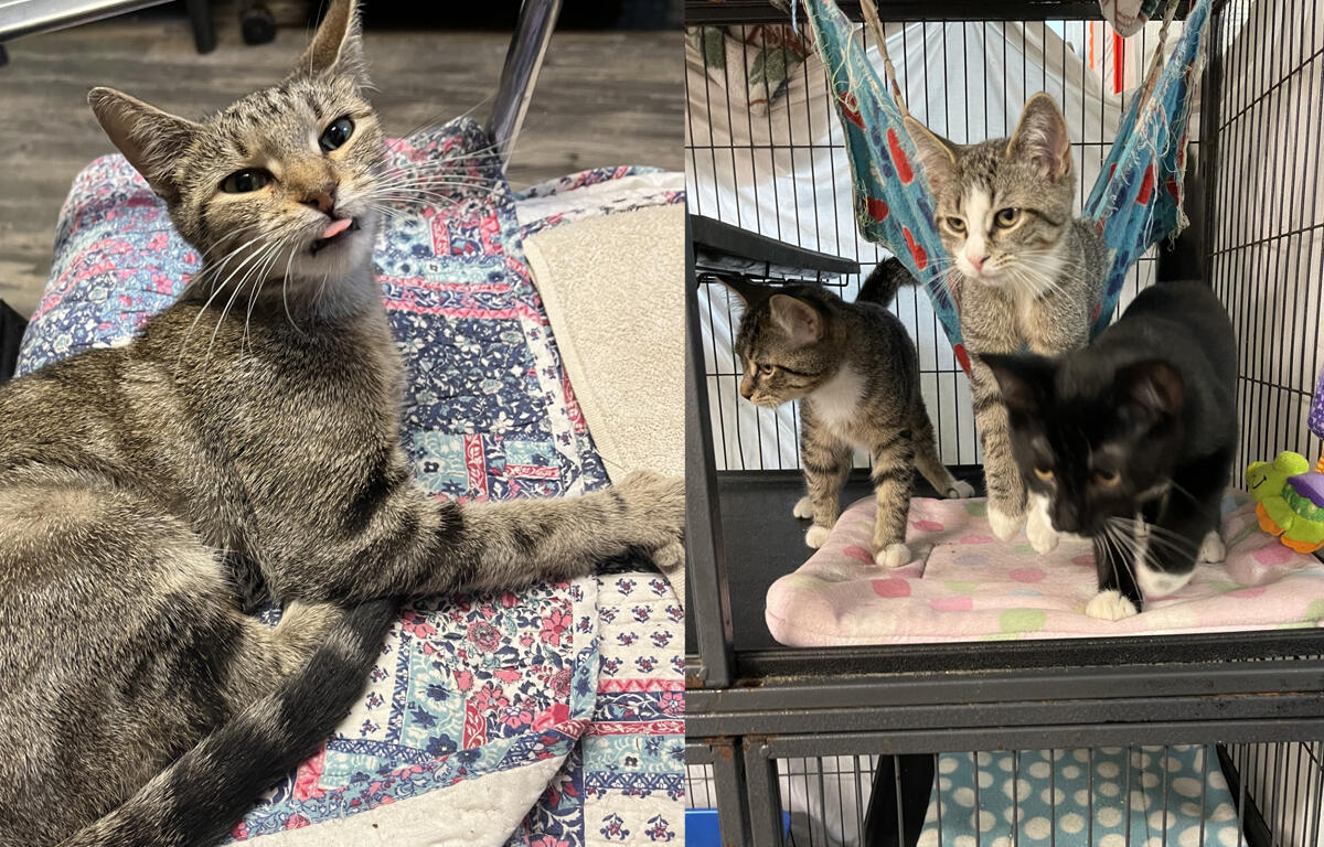 Don't miss our pets of the week for this week, Calliope, Isabella, Ava, Turnip, String Bean, and Pickle! Learn more about them and their adoption information here: feedingamerica.org/our-work/hunge…