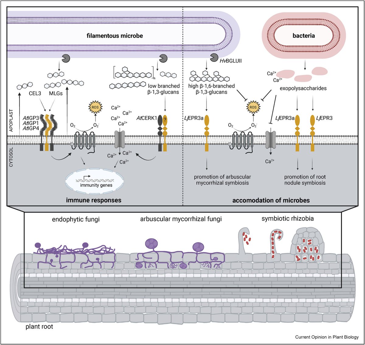 In our new review we explore how plants use β-glucans and their binding proteins to navigate between harmful, neutral, and beneficial microbes. We dive into the dual roles of these molecules in plant immunity and symbiosis. Read more: doi.org/10.1016/j.pbi.… #MicrobeInteractions