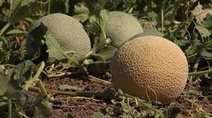 University of Arizona Yuma Agriculture Center Harvesting Melon
According to the University of Arizona’s Water Resources Research Center, Arizona produces 25% of the nation’s cantaloupe.

#uofA #yumaag #greateryuma
buff.ly/3AdwRMs