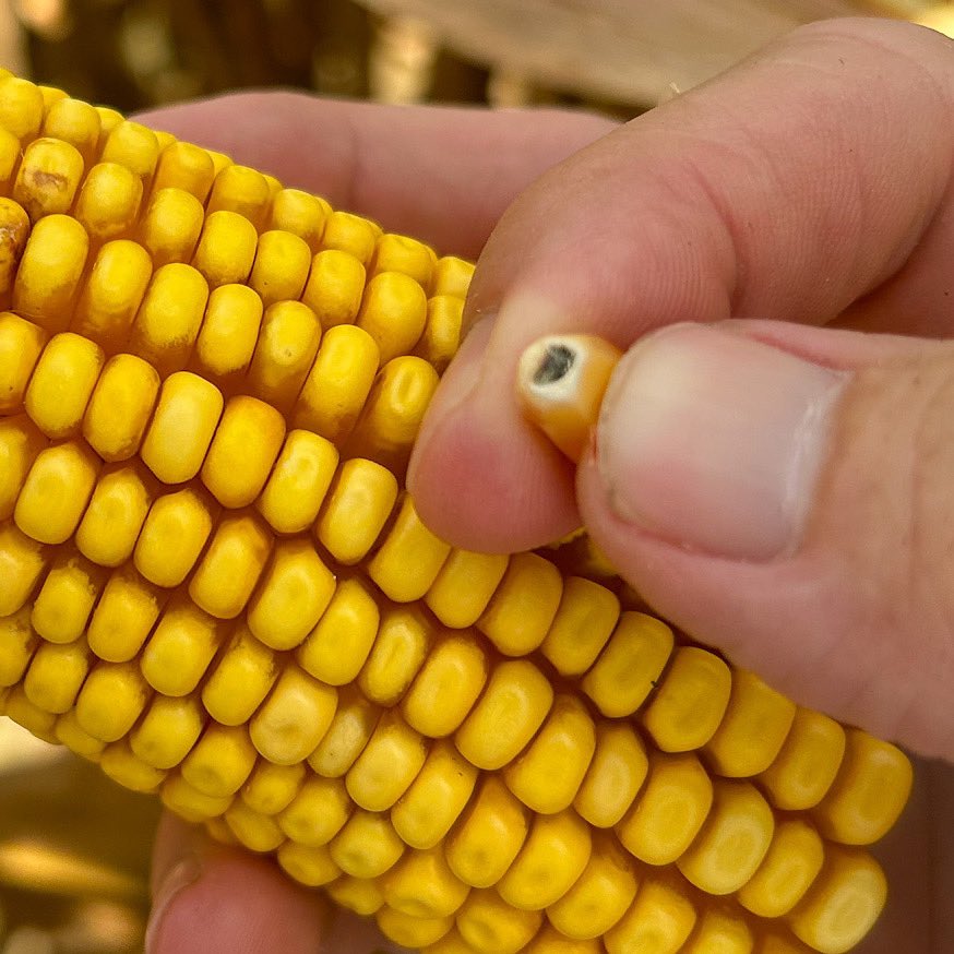 Erick Larson tweet media