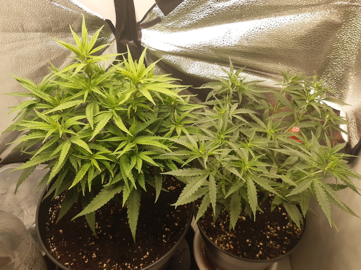 Langsam werden sie was 😍