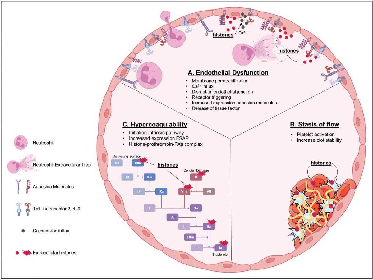 Read the latest on enzymes in Hemostasis and Thrombosis in the September 2024 issue OUT NOW! ow.ly/z0s250SR0Q3

Katrijn R. Six  et al., shed light on GPIbα shedding &amp; Gwen Keulen et al. dissect the intricate interplay between histones &amp; the haemostatic pathway and more!