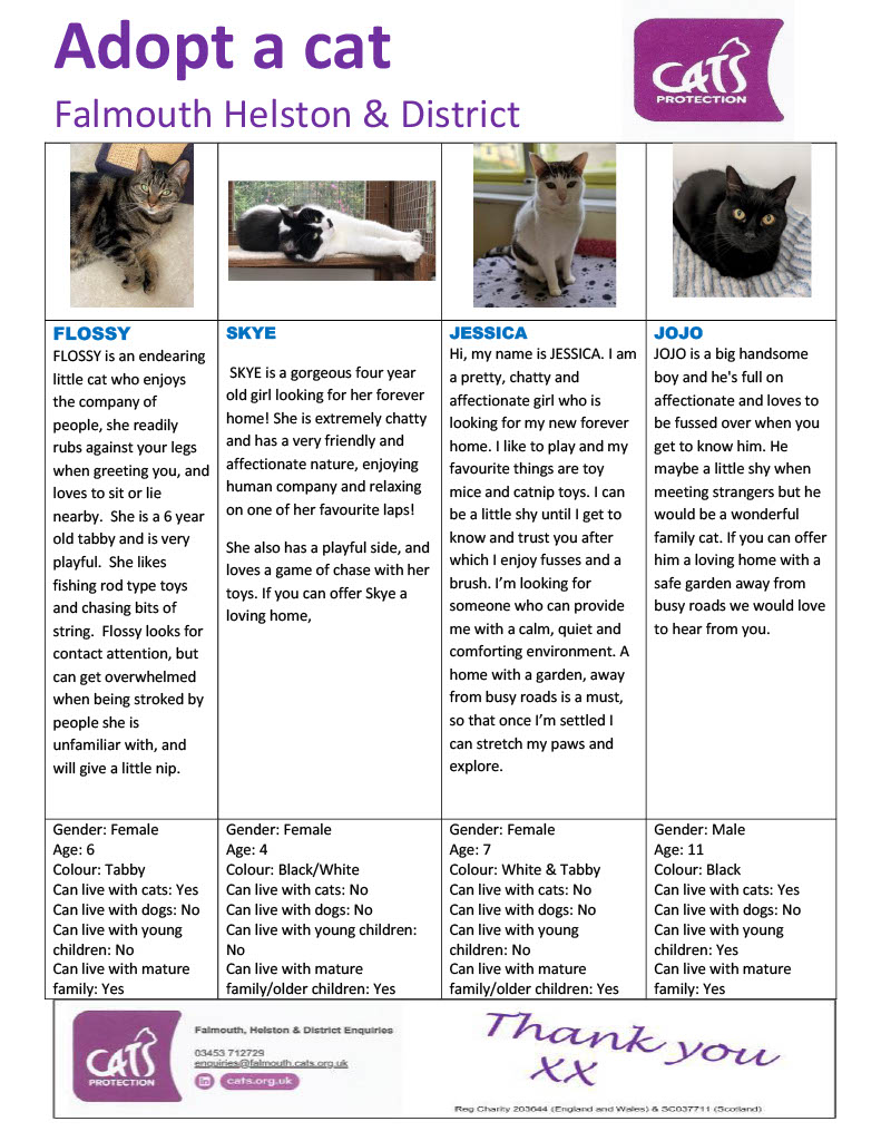 CPFalHel's tweet photo. We have lots of lovely cats available for adoption at Cats Protection Falmouth Helston &amp; District #AdoptDontShop #CatsofTwittter https://t.co/pVMUnzhiCO