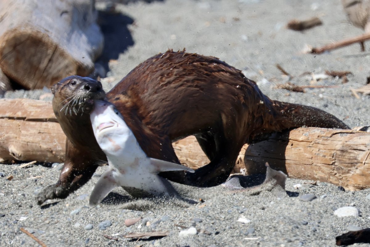 inaturalist's tweet image. Our #MarineMonday Observation of the Day is this predation event captured by kelpadelpian in #Canada: a North American River #Otter (Lontra canadensis) caught a North Pacific Spiny #Dogfish (Squalus suckleyi)!

More details at: inaturalist.org/observations/2… #nature #biodiversity