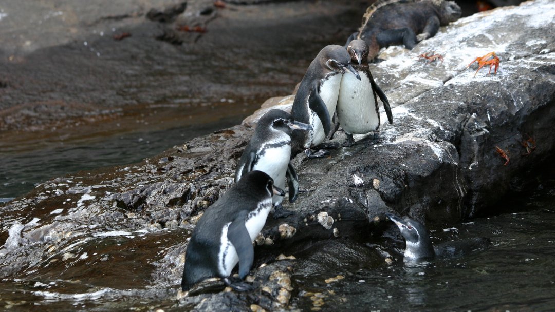 Did you know Galapagos penguins are the only species of penguin without a clearly defined breeding season? Instead they breed opportunistically whenever conditions are favourable.

Discover more surprising facts about this species: tinyurl.com/GalapagosPengu…

📷 ©️ Vanessa Horwell