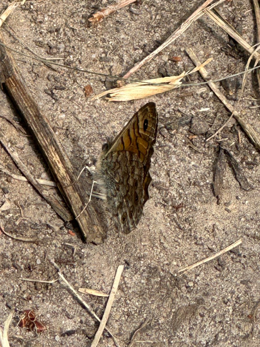 Suffolk Wildlife Trust North East Reserves tweet media