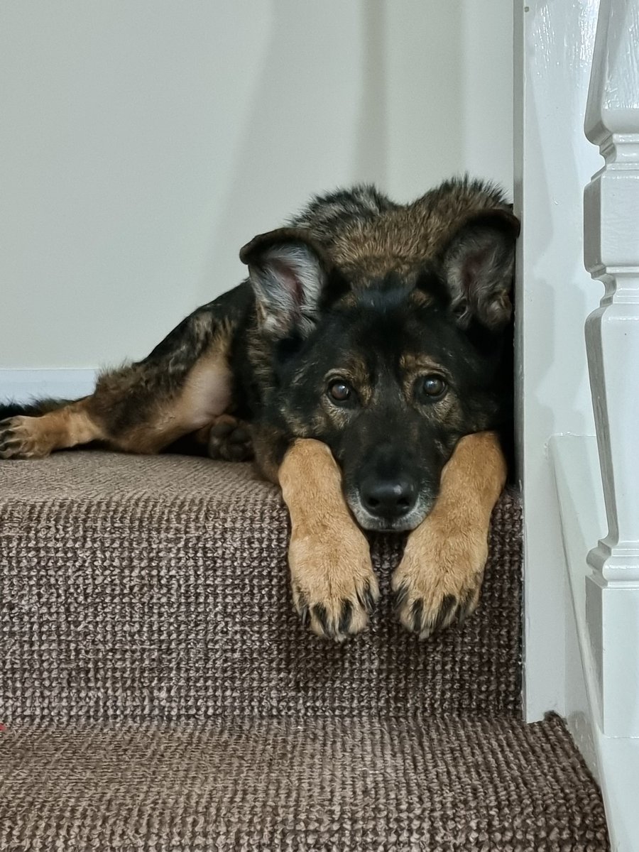 It is with a sad heart that I let you know that our fantastic Bowser (RPD) is now running free over the rainbow bridge.  At 13 yrs &amp; 1 month old, it was his time to say goodbye.  We will miss him so much but are grateful that he wanted to spend his retirement with us 💔🌈🐾