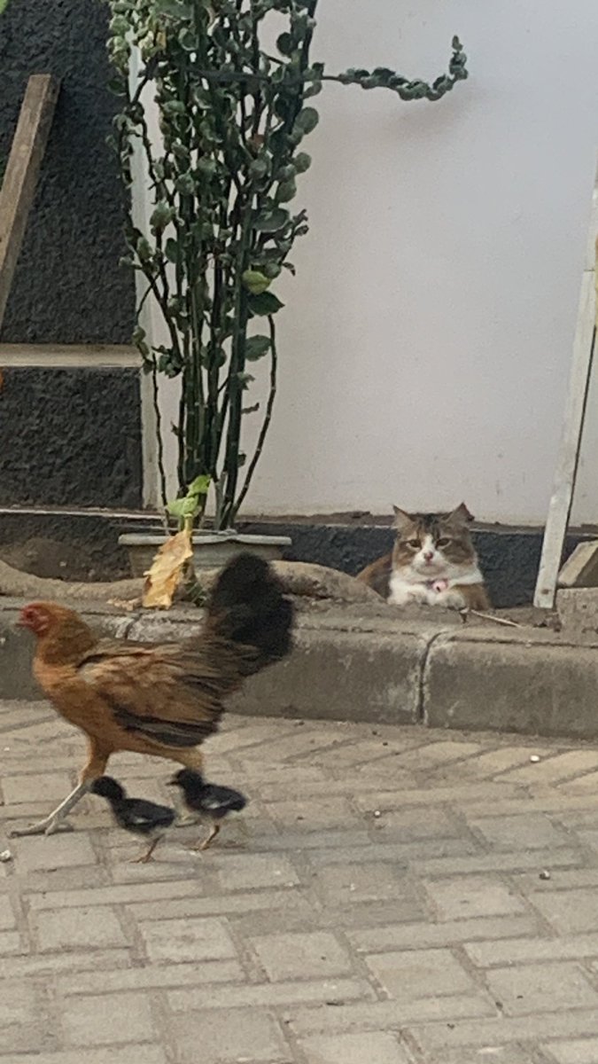 heol.........apa yang dilakukan.........