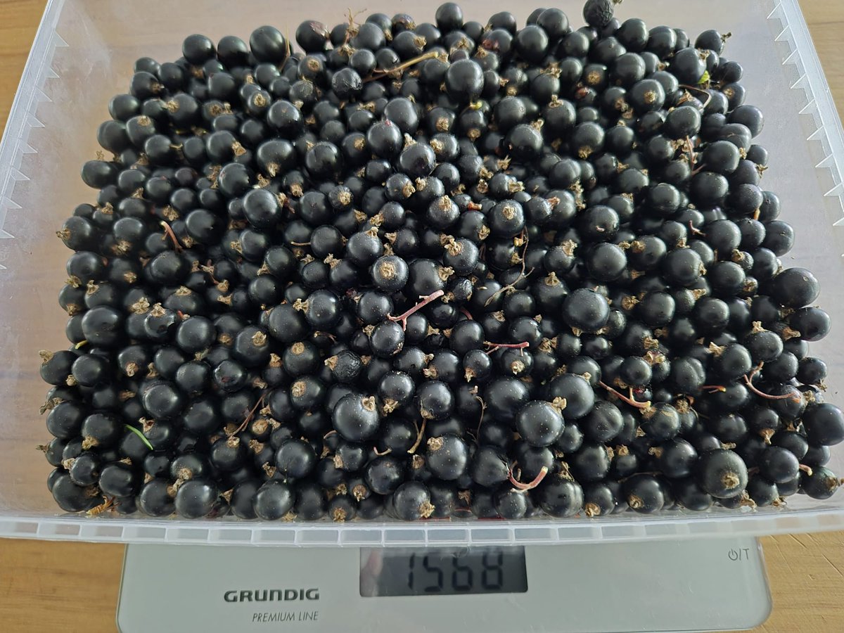 michanzl's tweet image. Yesterday's loot from the the neighbour's garden (with their permission ;-): 1.5kg of yummy blackcurrants!

#blackcurrant #berries #michasberrykitchen