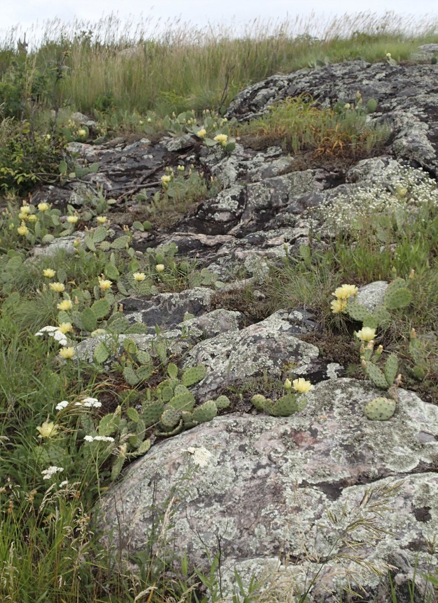 Did you know that there are not one but three cactus species in Minnesota? The brittle prickly pear, plains prickly pear, and ball cacti all call Minnesota home! Learn more about these fantastic species in the latest issue of <a href="/MCVmag/">MCVmag</a> tinyurl.com/2k98bxe