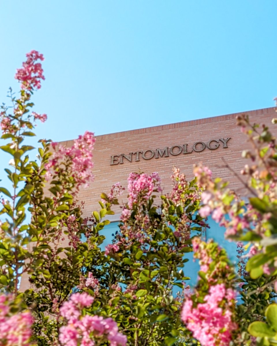 UCRCNAS's tweet image. 🌡️ It's going to be a hot one today! Excessive heat warning in effect. Stay hydrated, limit outdoor activities, and chill out in the AC. Don't let the heat bug you 🐞

#UCRscience #UCRCNAS #heatwavetips #collegelife #staycool #ucr #ucriveside

Photo: @UCRentomology building