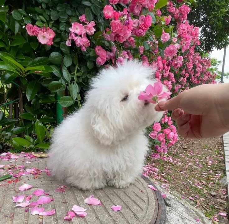 💖 tweet media