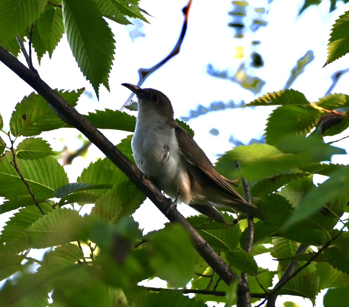 lorifaithnyc's tweet photo. I believe this is a black-billed cuckoo seen in the trees behind Belvedere. #birds #birdwatching #birdcpp #mumorningwalk #nyc https://t.co/ELBNwxaaYs