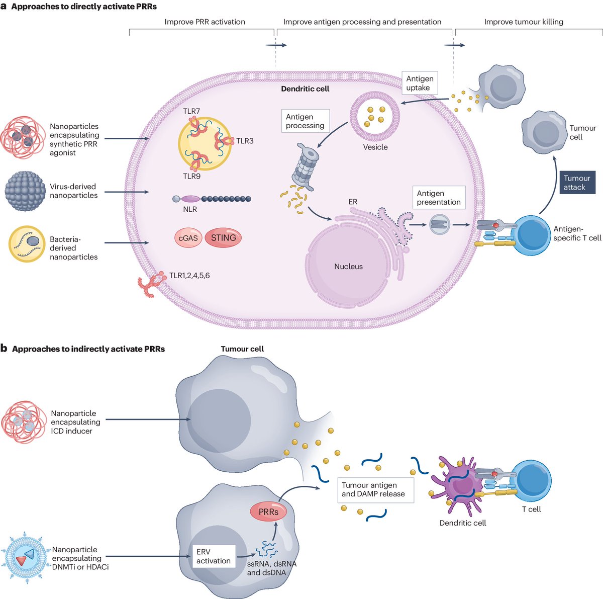 NatRevDrugDisc's tweet photo. For readers interested in cancer immunotherapy, this review in the August issue discusses how delivery technologies such as lipid nanoparticles, hydrogels and scaffolds can reduce the clinical barriers for in situ cancer vaccines https://t.co/aaZLRwCLwB https://t.co/jXX94vBSNp https://t.co/ApBP06haFr