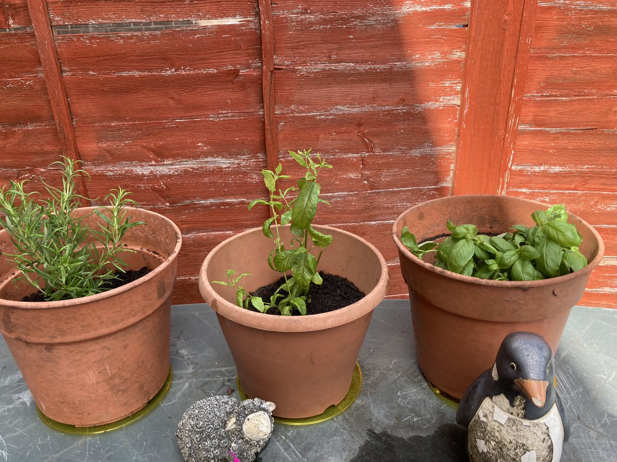New herb growing project: Rosemary, Mint and Basil…🥰