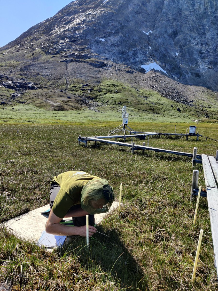 Kobbefjord Research Station (@nuuknero) on Twitter photo In optimal weather (and mosquito) conditions the annual vegetation survey for the #ICOS associated station at #Kobbefjord was performed by #GeoBasis. #longterm #monitoring in #Greenland for
<a href="/GEM_Arctic/">Greenland Ecosystem Monitoring</a> In optimal weather (and mosquito) conditions the annual vegetation survey for the #ICOS associated station at #Kobbefjord was performed by #GeoBasis. #longterm #monitoring in #Greenland for
<a href="/GEM_Arctic/">Greenland Ecosystem Monitoring</a>