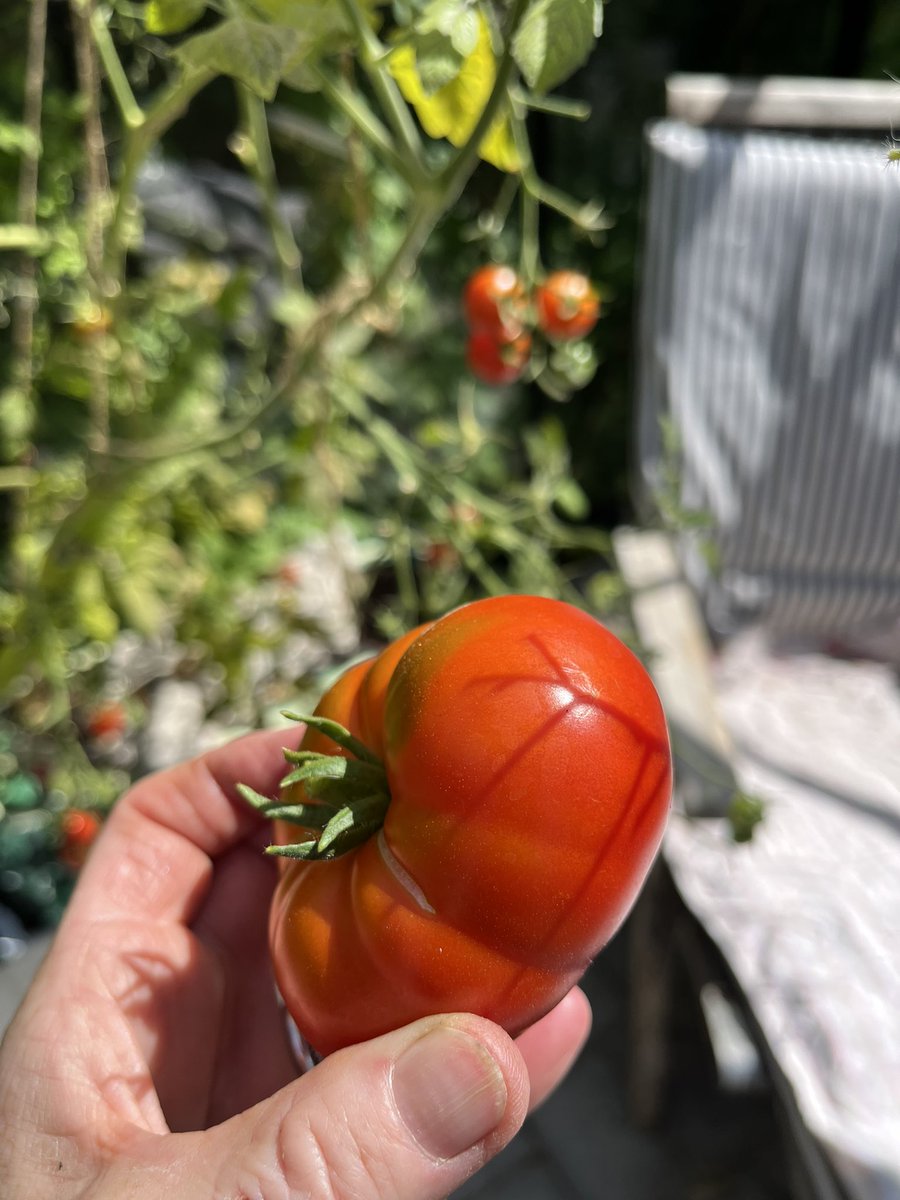 Jaja, jeg har født tre virkelig vellykkede mennesker. Men se nu lige denne flotte bøftomat, jeg har dyrket i mit drivhus 🍅