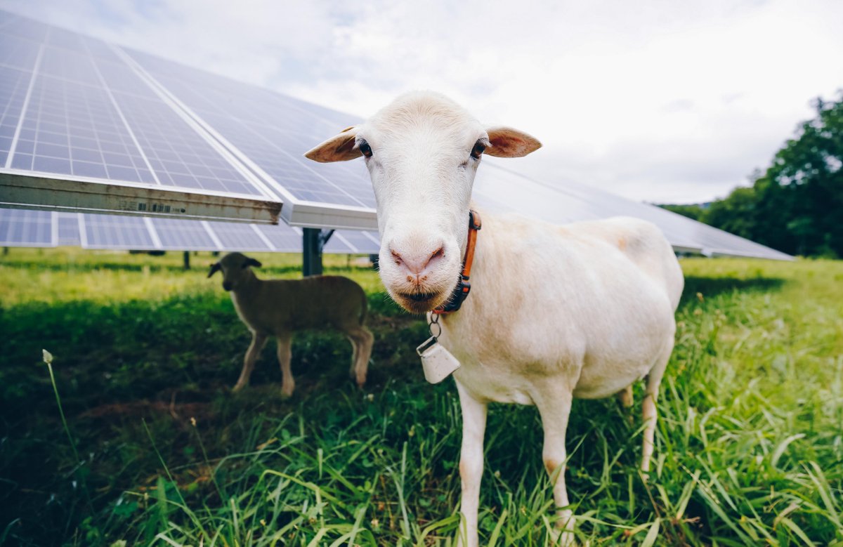IVoteClimate's tweet photo. @NicoleKelner All #SolarSheep are cute! https://t.co/5czkotSmEw