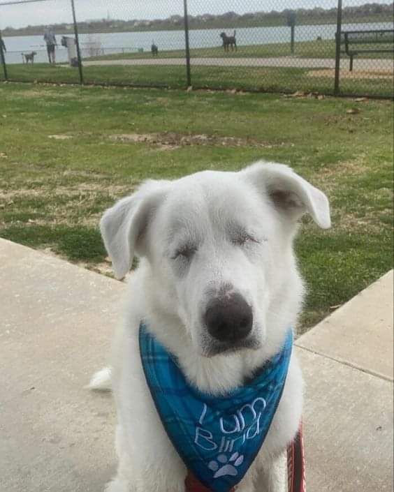 Today is my birthday 🎂 I know I'm not a perfect dog 😔😔 That's why no one has ever blessed me! 🥺🥺