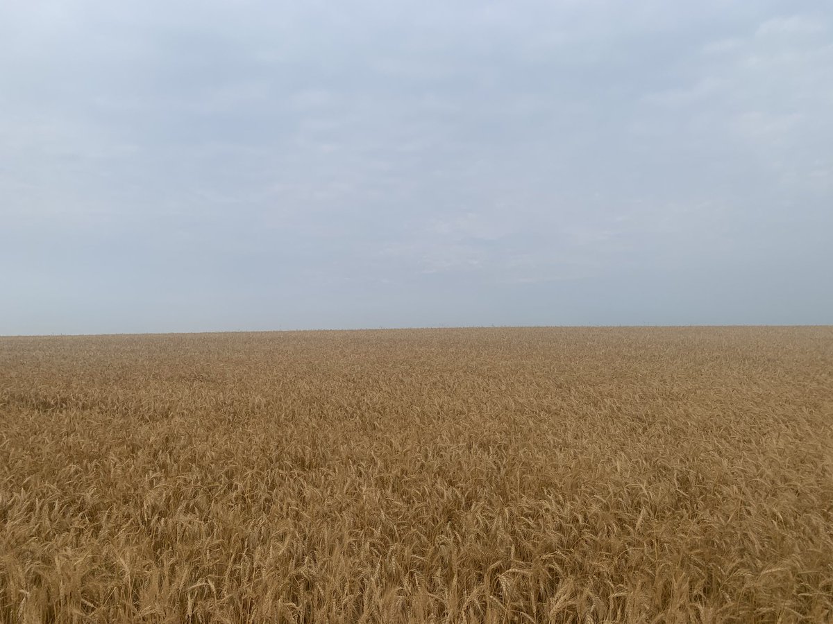 Half hour south of Saskatoon. Three weeks ago and today. Combines are rolling out here this weekend. Hope everyone has a safe and bountiful #harvest.