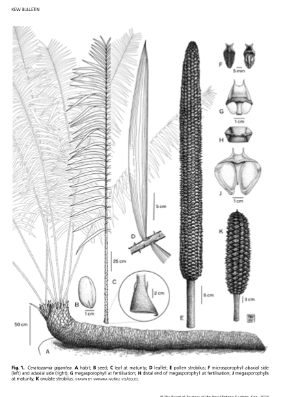 LiliMtzD's tweet photo. ¡A new Ceratozamia species!
Our Manuscript is out in Kew Bulletin. So happy to have been part of this study. This species was described from Tabasco, Mexico.
Read more about it:
https://t.co/BnKwiz3LzV
#cycads #zamiaceae #botany https://t.co/dzXamrdlQd