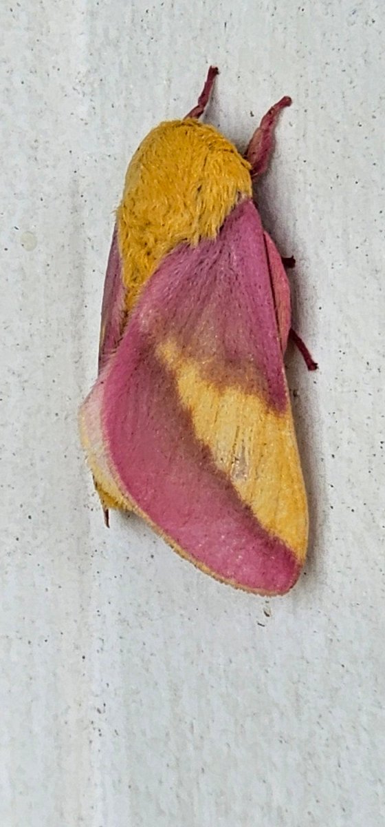 Mau5on5tream's tweet photo. Look at this little guy on my front door! Looks like @ichigolemonade_ lol
#moth #cute #cutebug #bug #VTuber https://t.co/BnweUEWNxS