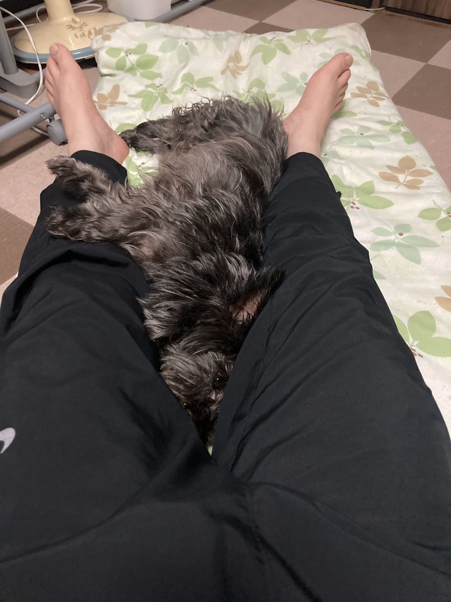 チャンプは飼い主と昼寝をします。

🐾「パパ…おならは厳禁だよ🥺」

もっと離れて寝たら？😂

#ケアンテリア #ケアーンテリア
#ケアーン・テリア #CairnTerrier