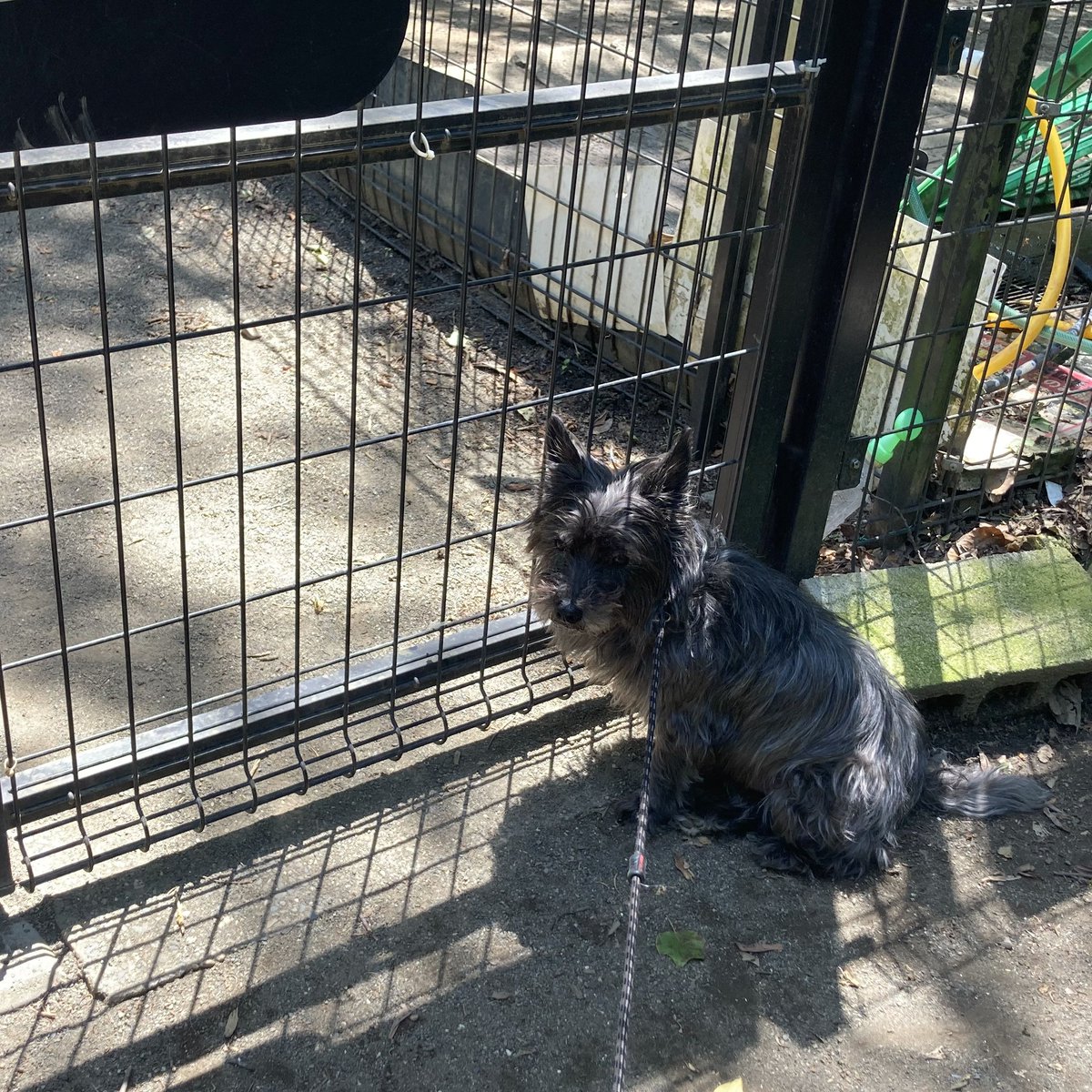 チャンプはドッグパークの入り口で動かなくなります。

🐾「誰か友達が来るかもしれないから…🥲」

これから灼熱の時間です🥵帰りましょう！

#ケアンテリア #ケアーンテリア
#ケアーン・テリア #CairnTerrier