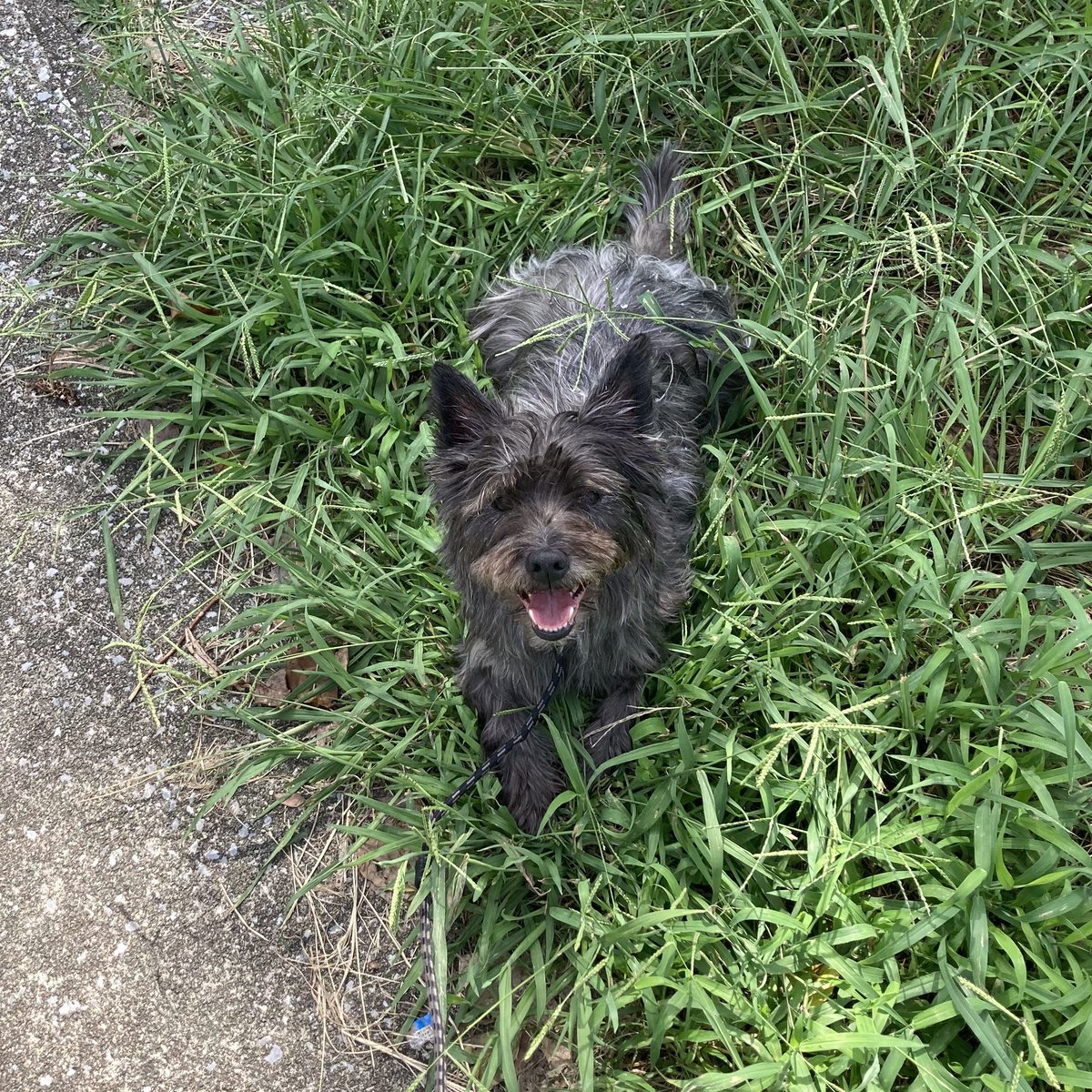 チャンプは真夏でも元気です💪

🐾「毎日、パパを起こして散歩に連れて行くよ！」

5時は早すぎです…6時に起こして下さい😅

#ケアンテリア #ケアーンテリア
#ケアーン・テリア #CairnTerrier