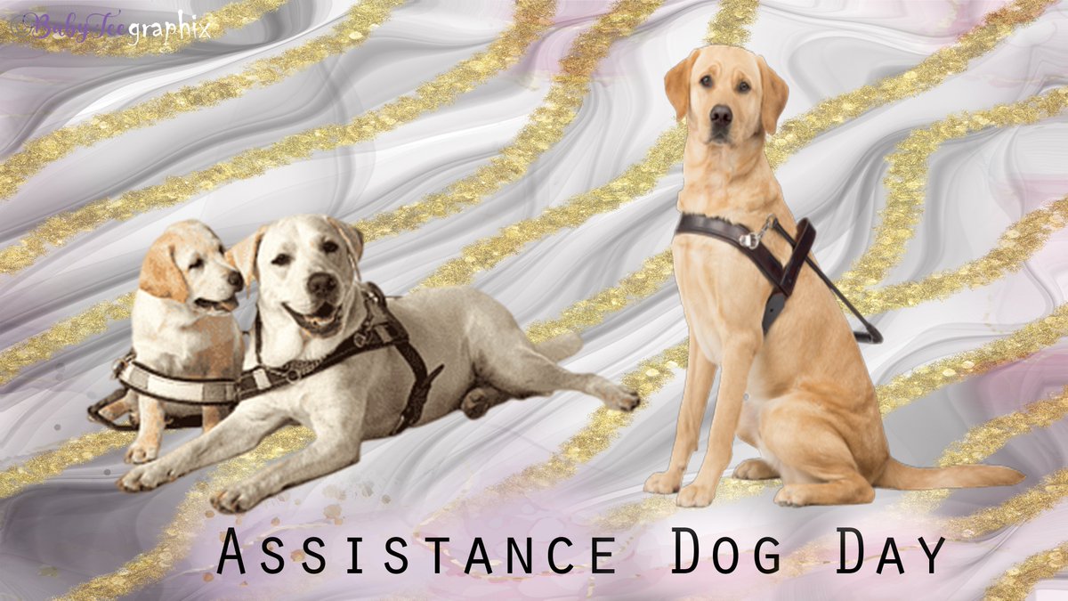 TraceyKenn99152's tweet photo. #AssistanceDogDay - 5 August 
#AssistanceDogs https://t.co/fQhFlR1v9l