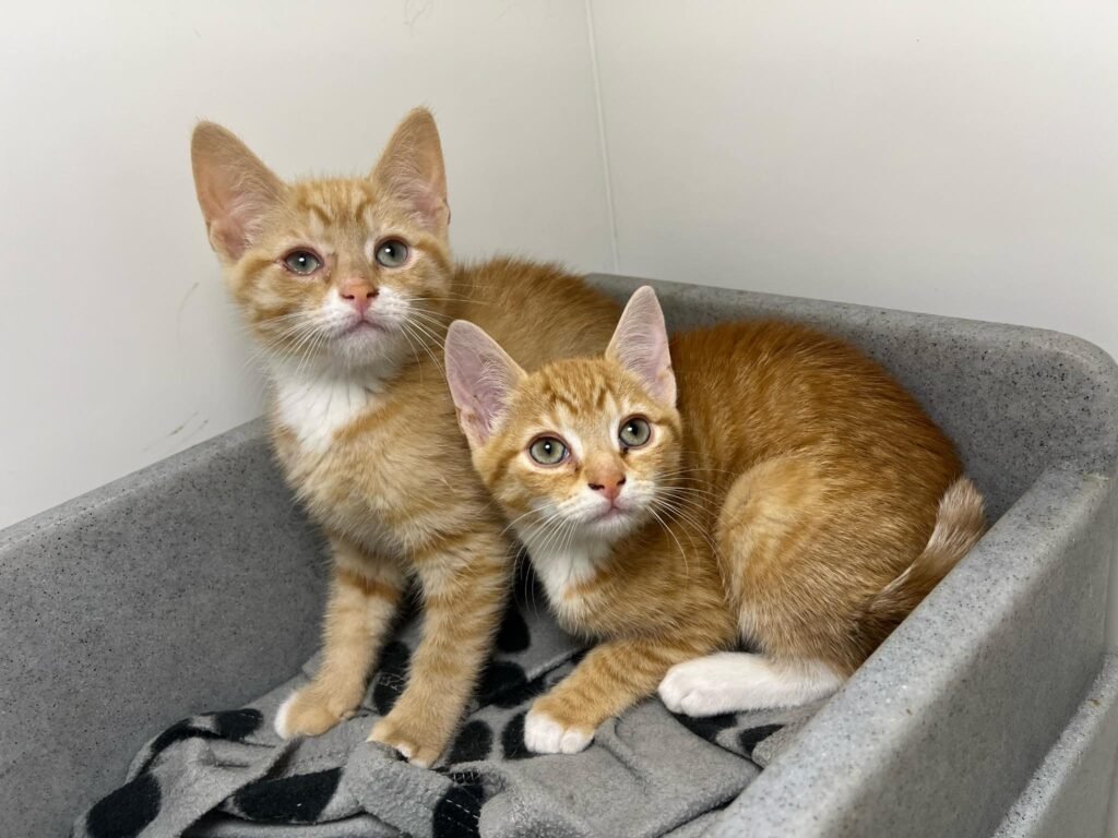 ManxSPCA tweet media