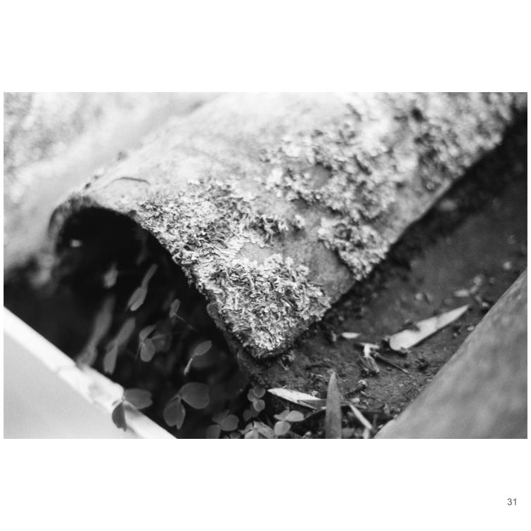 Serpiente de Montaña tweet media