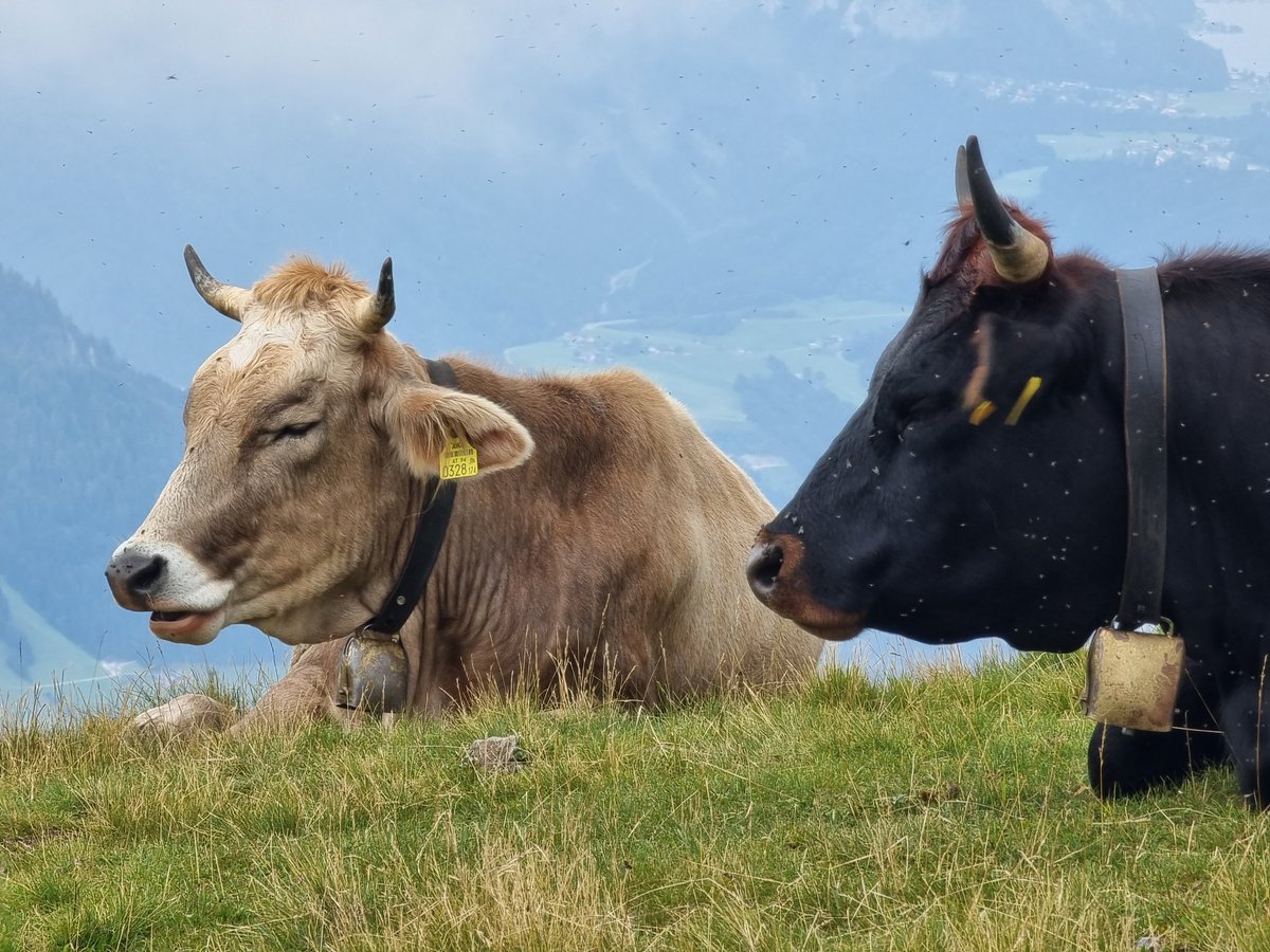 la_ontel's tweet photo. Wieder nicht viel Weitblick auf dem Weg übers Wiedersberger Horn (2127m) Richtung Standkopf, unterwegs mal gegenüber sichtbar der Große Galtenberg (vgl 2020) und Dristenkopf.. https://t.co/Ocbf5tBkRt