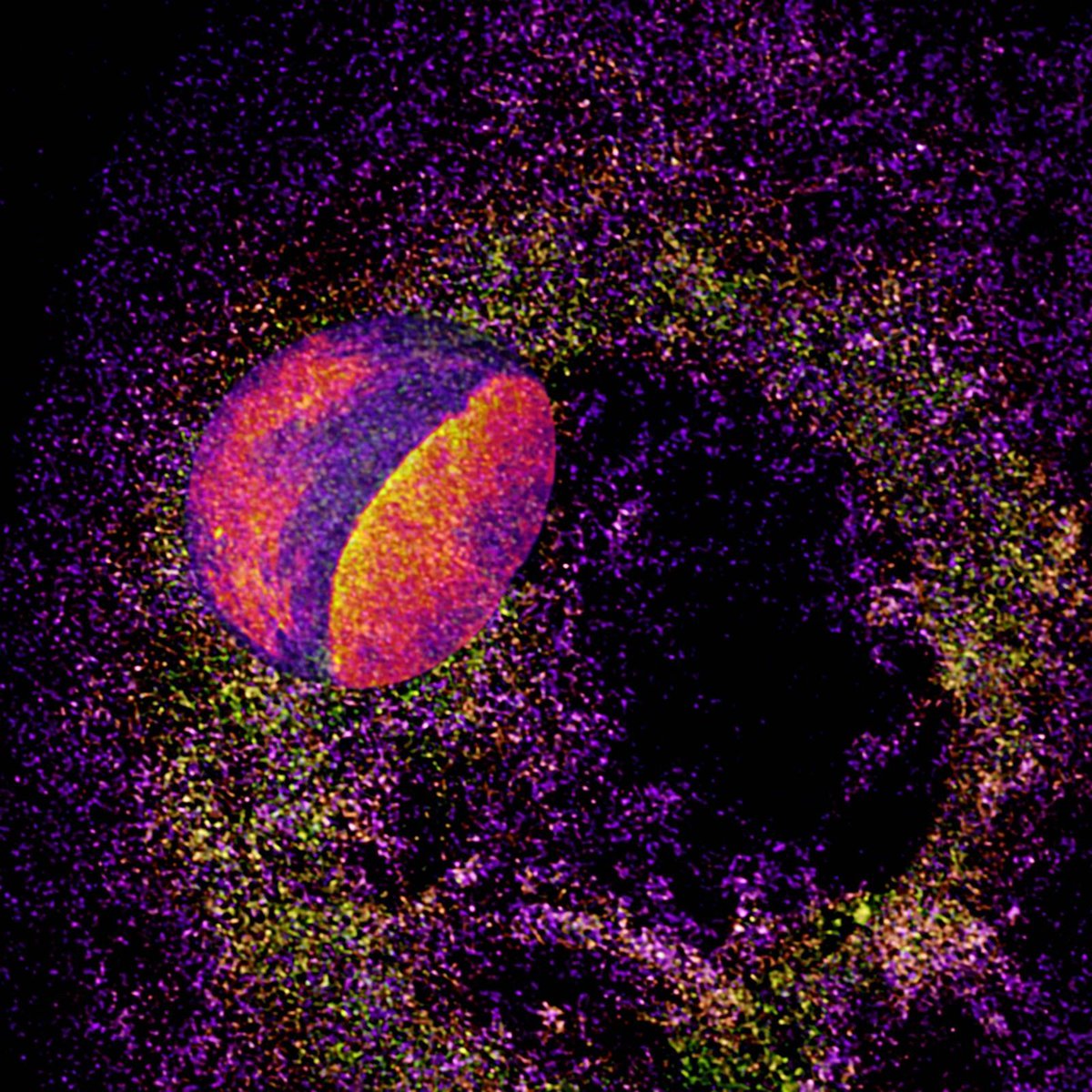 Vanderbilt School of Medicine Basic Sciences (@vubasicsciences) on Twitter photo 🎉 Congratulations to Watson, Hayes, and Koory for winning the inaugural <a href="/VUCellImaging/">Vanderbilt Cell Imaging Shared Resource</a> Life is Beautiful Image Contest! Their stunning images reveal the intricate beauty of life at the cellular level. 🧬
medschool.vanderbilt.edu/basic-sciences… 🎉 Congratulations to Watson, Hayes, and Koory for winning the inaugural <a href="/VUCellImaging/">Vanderbilt Cell Imaging Shared Resource</a> Life is Beautiful Image Contest! Their stunning images reveal the intricate beauty of life at the cellular level. 🧬
medschool.vanderbilt.edu/basic-sciences…