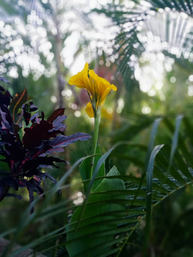 ¡La universidad y sus colores!
"Si realmente amas la naturaleza, encontrarás la belleza en todas partes"
Vicent Van Gogh
