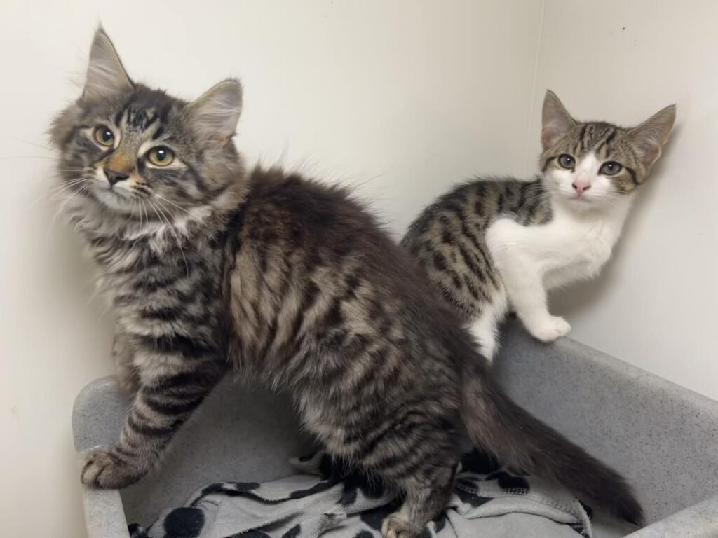 ManxSPCA tweet media