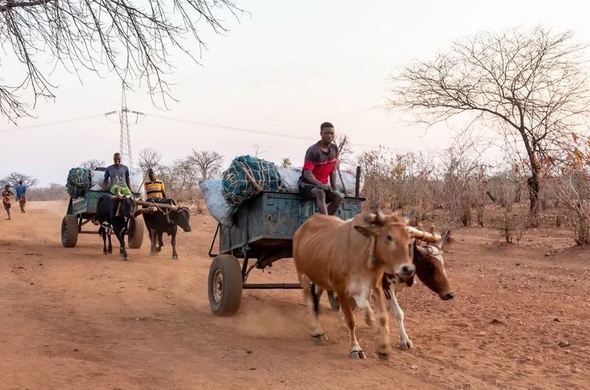 DIGNITY49621213's tweet photo. Matambo, strada comunitaria https://t.co/v2VPhUqmeX