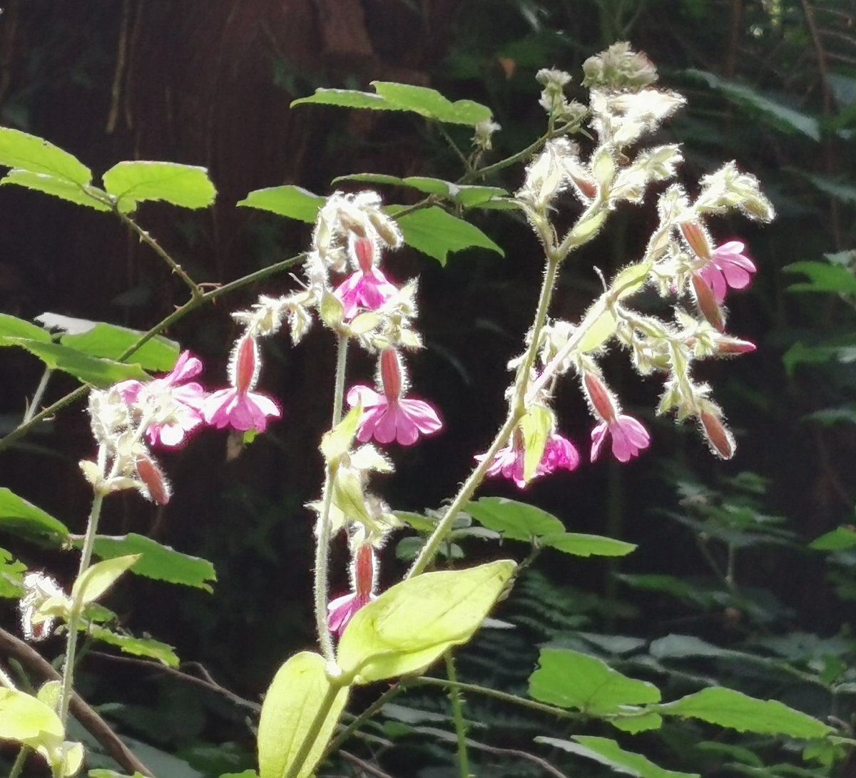 Sun shining on the red campion.
The best and only garden lights I want to see 💚