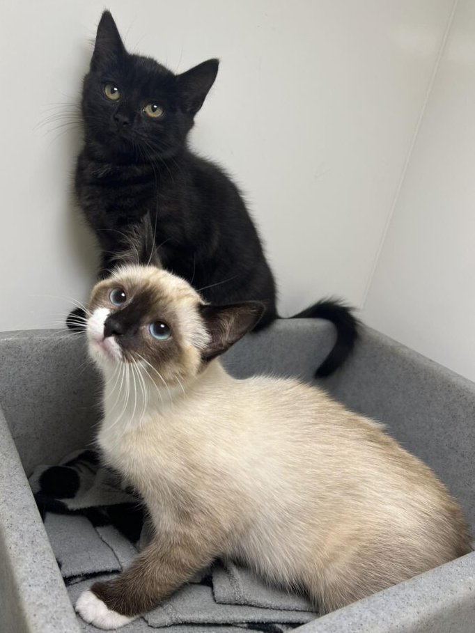 ManxSPCA tweet media