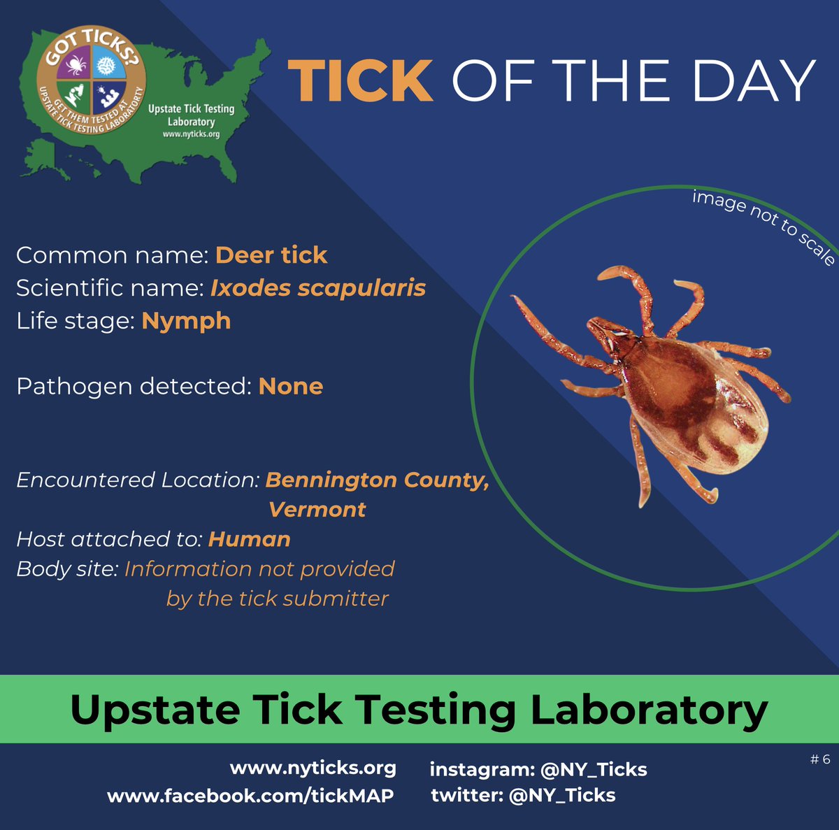 NY_Ticks's tweet image. # 6: Tick of the day.

A deer tick from Vermont. 

#Ticks #Ticktesting #lyme