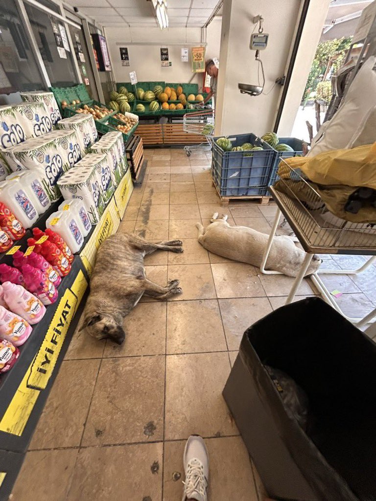 gidadedektifi's tweet photo. Başıboş köpekleri mağazalara kabul ederek kamu sağlığını tehdit ediyorsunuz. Yasa kapsamında bu hayvanları sahiplenerek Migros tasması takıp sorumluluğu almalısınız.
Kist hidatik başta olmak üzere kamu sağlığını tehdit edecek her durumdan sorumlusunuz.
@Migros_Turkiye 
@TCTarim https://t.co/zv6FlpEw24